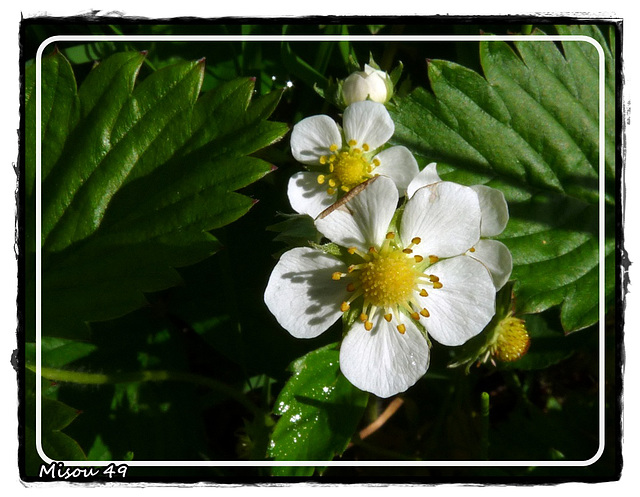 MON JARDIN