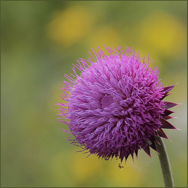 Pompon