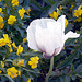 White Poppy !