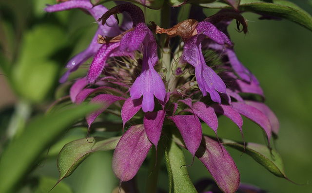 Monarde hybride x 'Lambada'