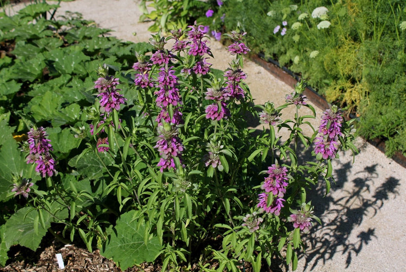 Monarde hybride x 'Lambada' (2)