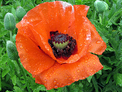 Red Poppy