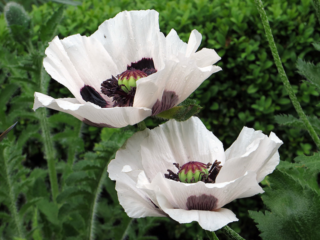 White Poppy