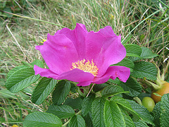 Rosa Rugosa