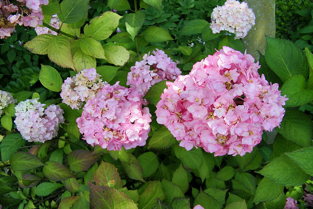 Hortensias