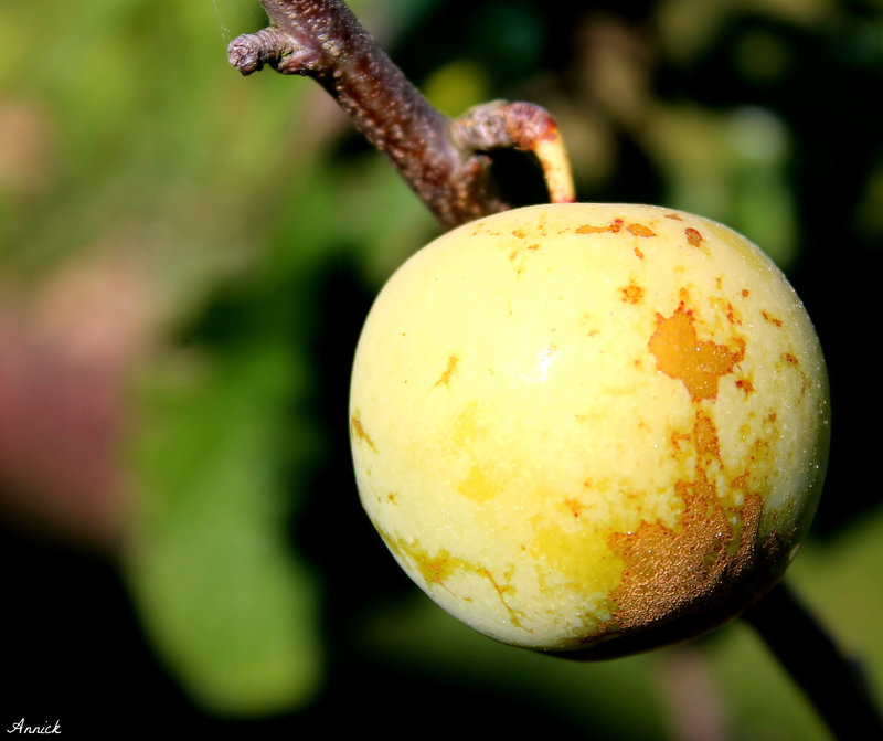PRUNE ***