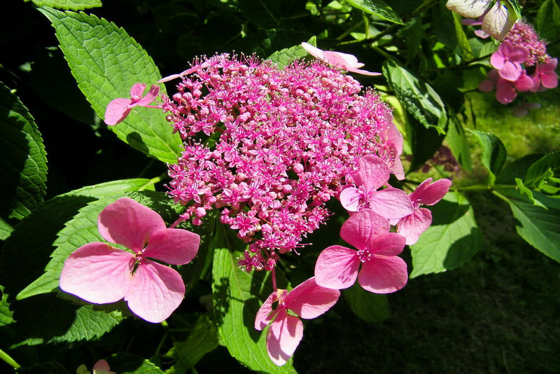 Hydrangea serrata (hortensia)