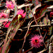 Eucalyptus leucoxylon ssp. leucoxylon blossom strew