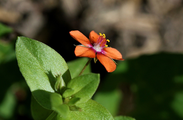 Anagallis arvensis