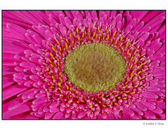 Gerbera Daisy Macro