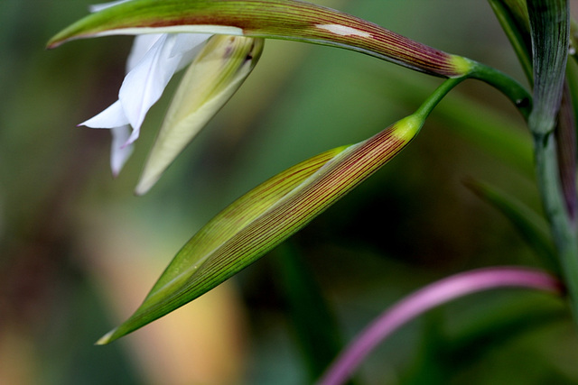 Gladiolus murielae en bouton