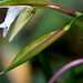 Gladiolus murielae en bouton