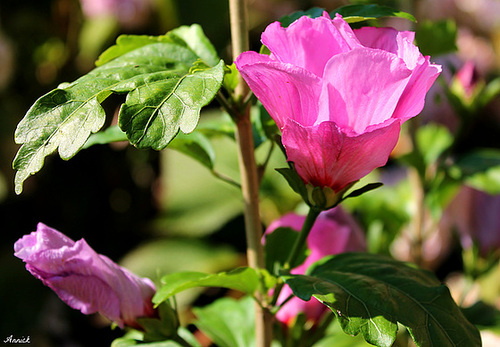 HIBISCUS ***