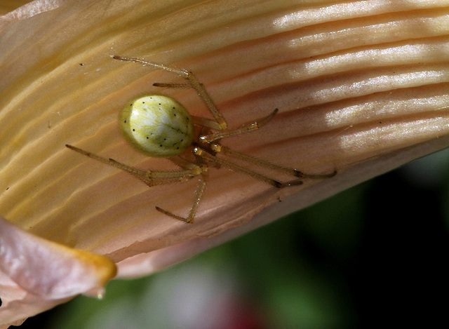 Enoplognatha ovata