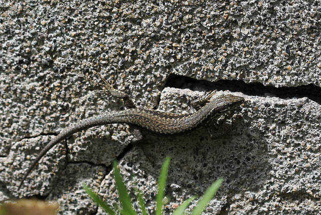 Lézard des murailles (2)