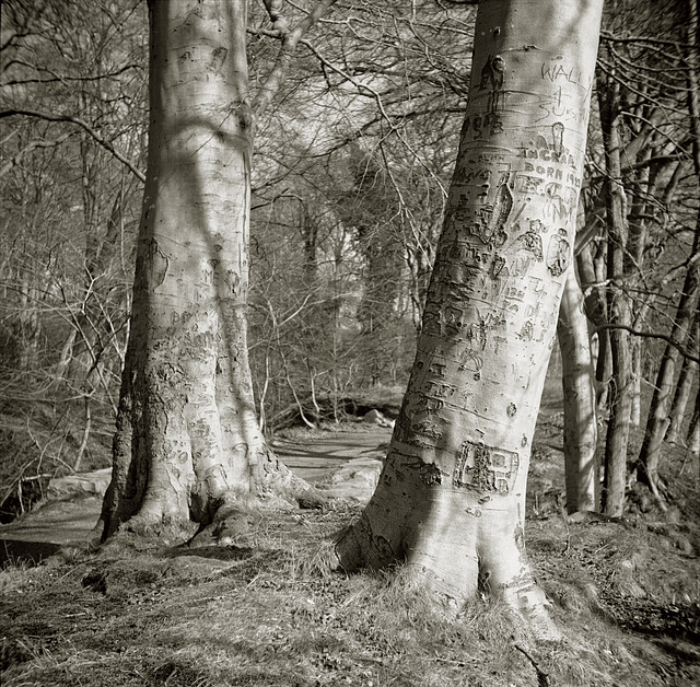 Tree scars