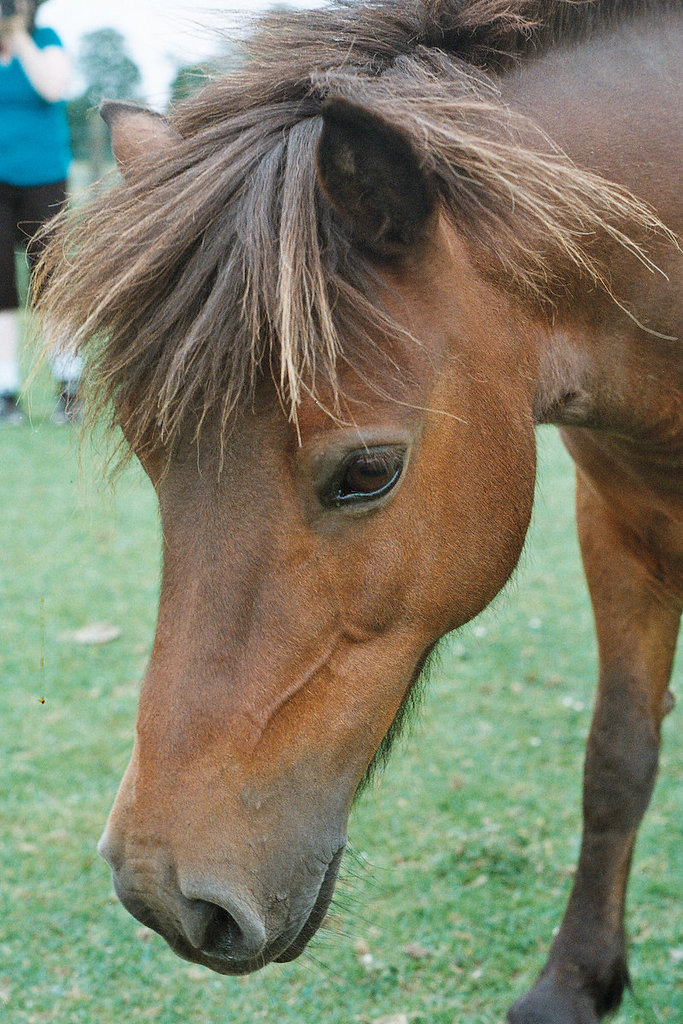Lamer ponies (8)