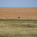 20120516 9956RTw [E] Greifvogel, Belen, Extremadura