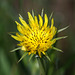 Yellow Salsify