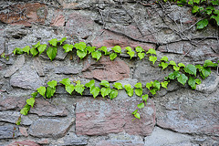 an der Stadtmauer