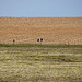 20120516 9955RTw [E] Greifvogel, Belen, Extremadura