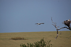 20120516 9953RTw [E] Weißstorch (Ciconia ciconia), Belen, Extremadura