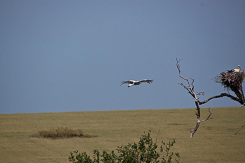 20120516 9953RTw [E] Weißstorch (Ciconia ciconia), Belen, Extremadura