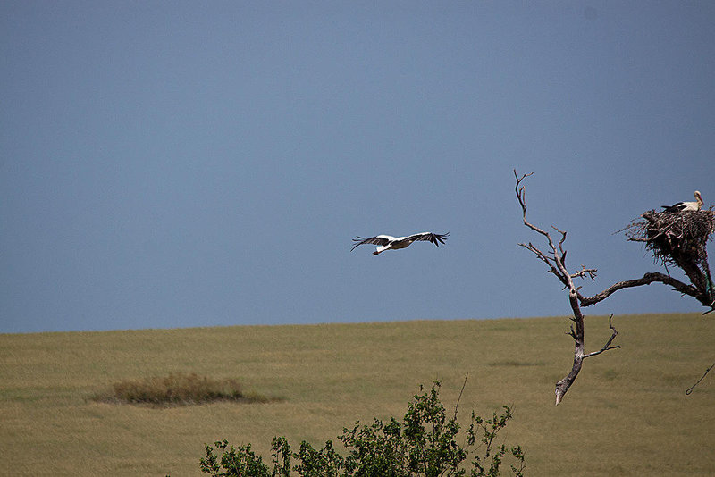 20120516 9953RTw [E] Weißstorch (Ciconia ciconia), Belen, Extremadura