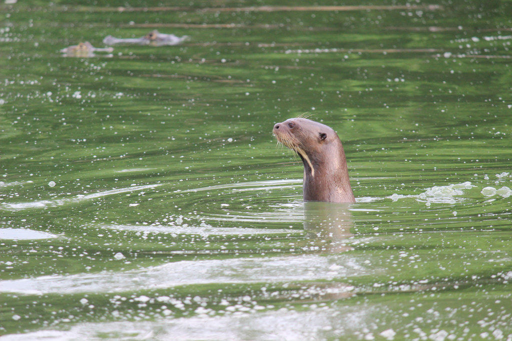 Giant Otter