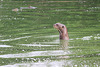 Giant Otter