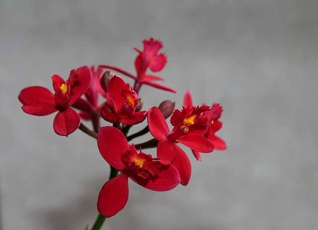 Epidendrum hybride ( X ibaguense )
