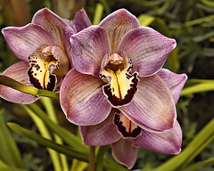 Orchids – Phipps Conservatory, Pittsburgh, Pennsylvania