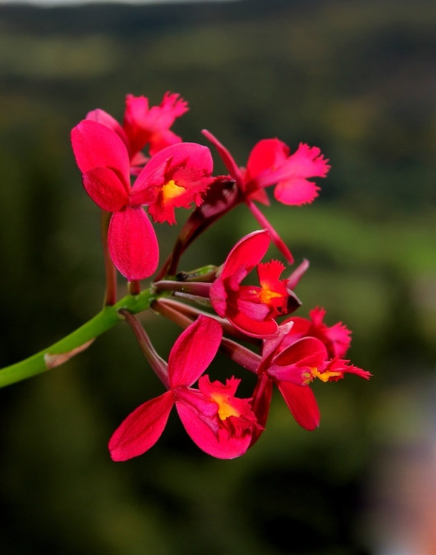 Epidendrum hybride ( X ibaguense )