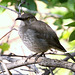 Curve-Billed Thrasher