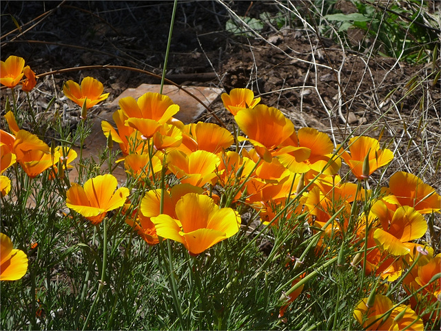 Flores naranjas