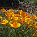 Flores naranjas