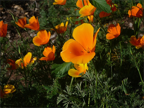 Flores naranjas del cerro