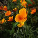 Flores naranjas del cerro