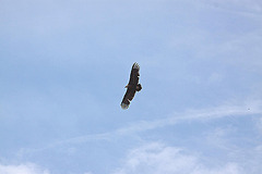 20120516 9947RAw [E] Mönchsgeier (Aegypius monachus), Belen, Extremadura