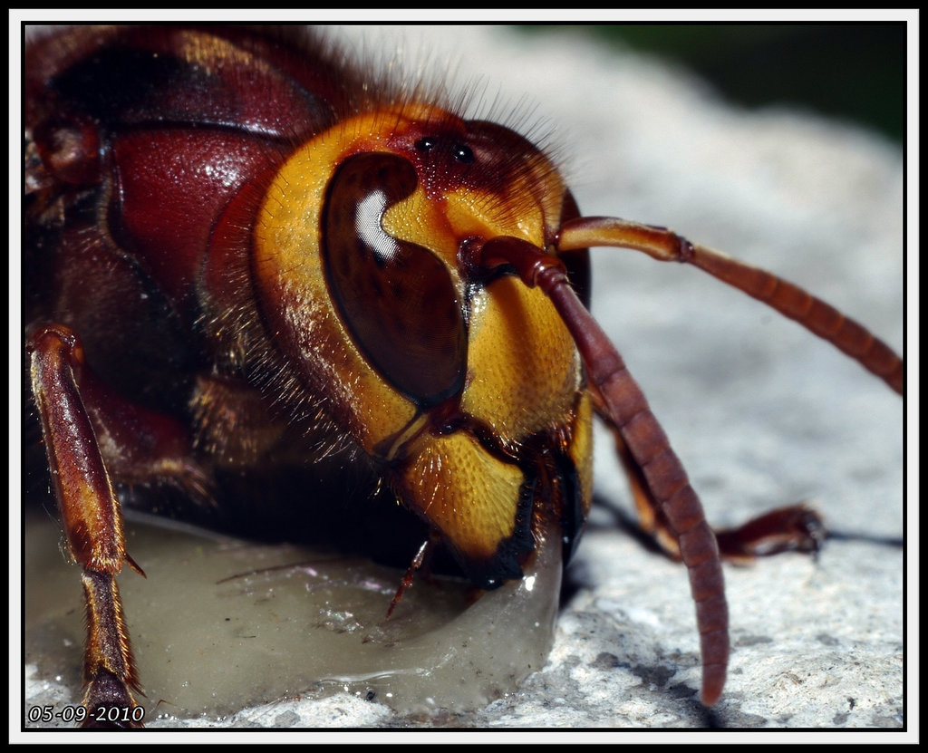 Hornet