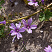 20120516 9945RAw [E] Wilde Malve (Malva sylvestris) , Trujillo, Extremadura