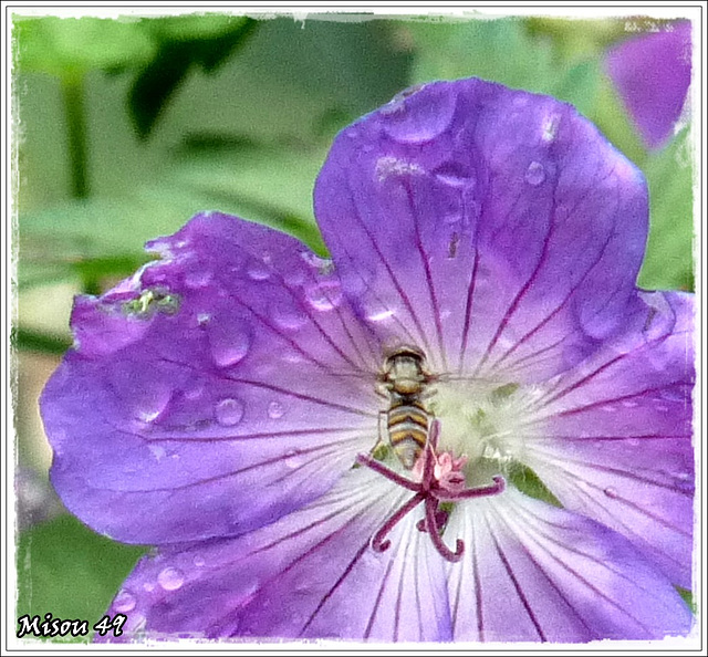 GERANIUM