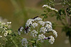 20120516 9940RAw [E] Insekten, Trujillo