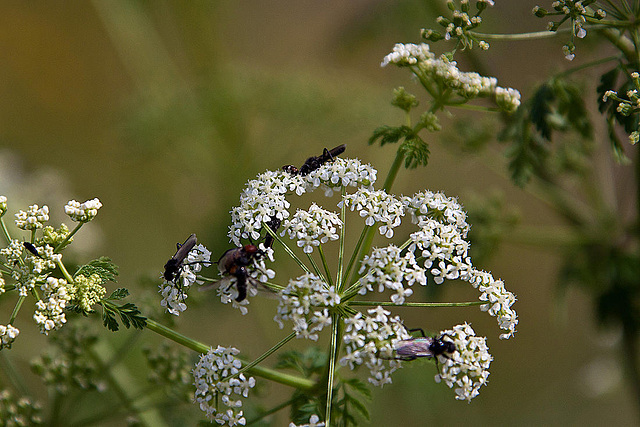 20120516 9940RAw [E] Haarmücken (Bibio agg), Gefleckter Schierling (Conium maculatum), Trujillo, Extremadura