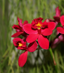 Epidendrum hybride ( X ibaguense )