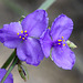 Western Spiderwort