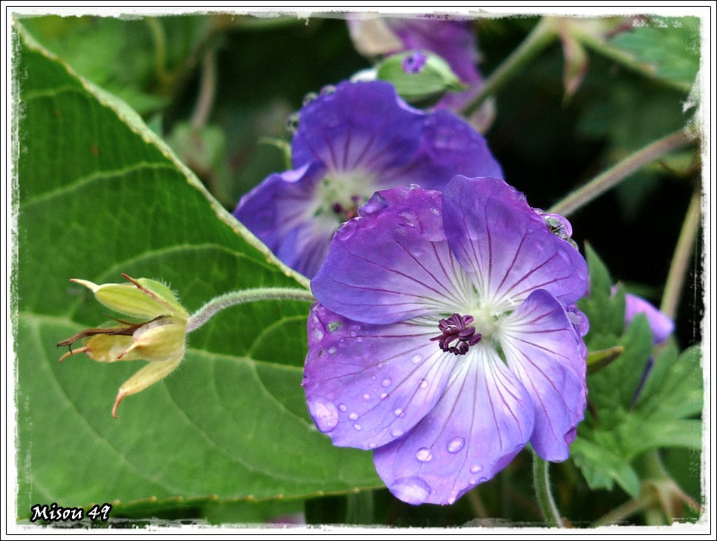 GERANIUM