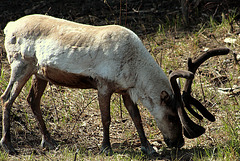 Day 14: Reindeer