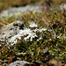 Alpenblumen unterhalb des Gletschers