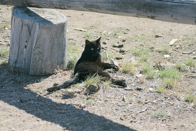 Bent, the cat.